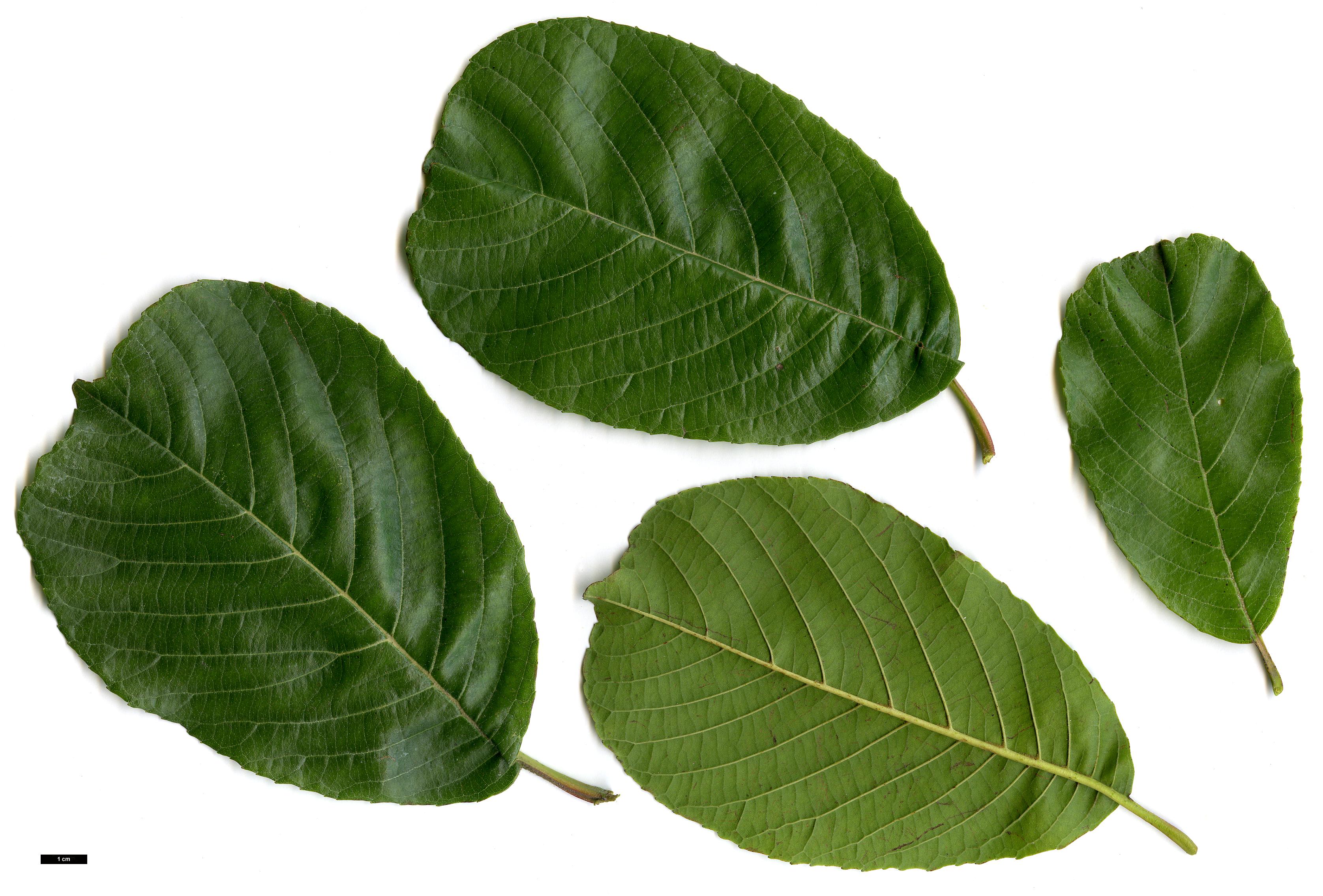 High resolution image: Family: Betulaceae - Genus: Alnus - Taxon: cremastogyne 